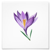 Crocus Spring Blume Fotodruck (Vorne)