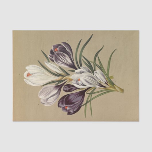 Crocus Vernus. Var von Arentina Hendrica Arendsen Seidenpapier (Vorderseite)