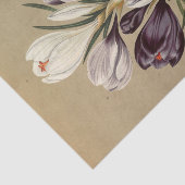 Crocus Vernus. Var von Arentina Hendrica Arendsen Seidenpapier (Ausschnitt)