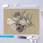 Crocus Vernus. Var von Arentina Hendrica Arendsen Seidenpapier (Handwerk)