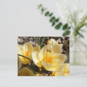 Crocus w/ant 111 ~ Postkarte (Stehend Vorderseite)