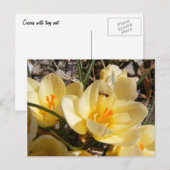 Crocus w/ant 111 ~ Postkarte (Vorne/Hinten)