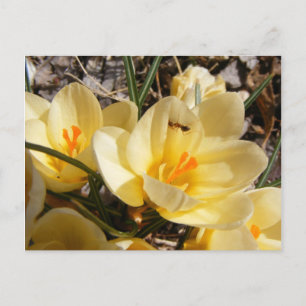 Crocus w/ant 111 ~ Postkarte