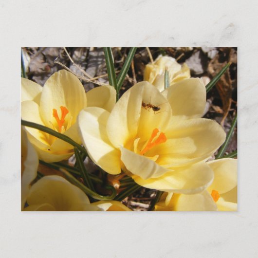 Crocus w/ant 111 ~ Postkarte (Vorderseite)