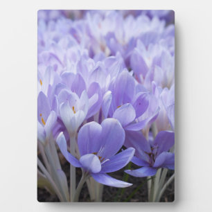 Crocus Wrapped Canvas Print Fotoplatte