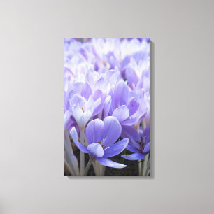 Crocus Wrapped Canvas Print Leinwanddruck