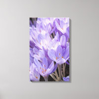 Crocus Wrapped Canvas Print