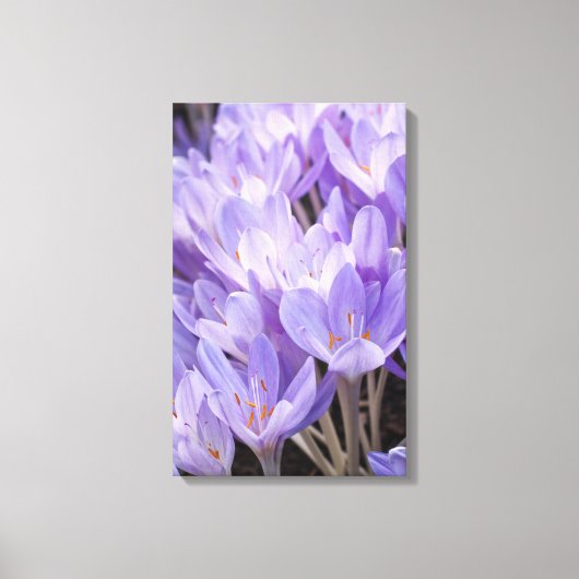 Crocus Wrapped Canvas Print Leinwanddruck (Vorderseite)
