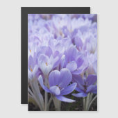 Crocus Wrapped Canvas Print Magnetkarte (Vorne/Hinten)