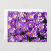 Crocuses Postcard Postkarte (Vorne/Hinten)