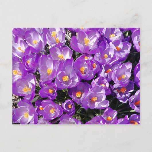 Crocuses Postcard Postkarte (Vorderseite)