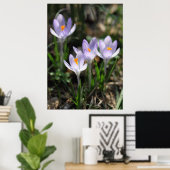 Crocuses Posters Poster (Heimbüro)