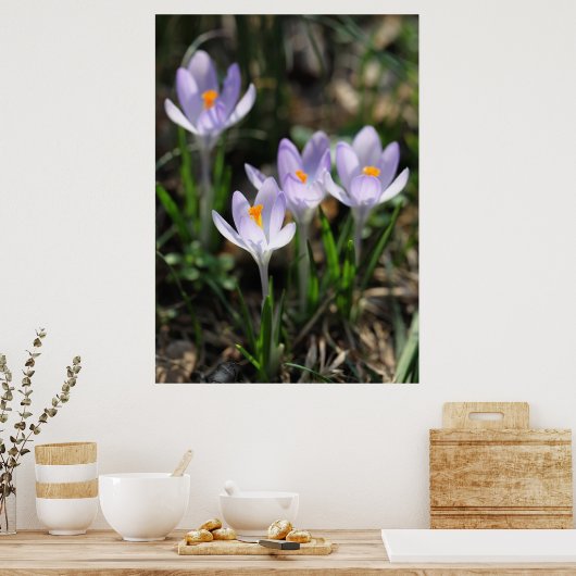 Crocuses Posters Poster (Küche)
