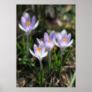 Crocuses Posters Poster