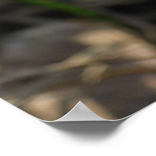 Crocuses Posters Poster (Ecke)