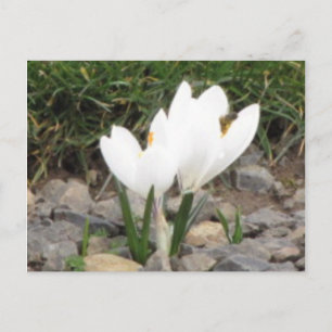 Crocuses und die Bienen-Postkarte Postkarte