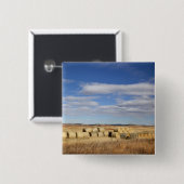 Crook Landkreis, Hay Bales Button (Vorne & Hinten)
