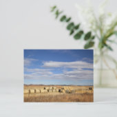 Crook Landkreis, Hay Bales Postkarte (Stehend Vorderseite)