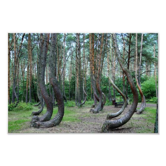 Crooked Forest - Polen Fotodruck (Vorne)