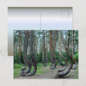 Crooked Forest - Polen Postkarte (Vorne/Hinten)