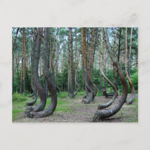 Crooked Forest - Polen Postkarte