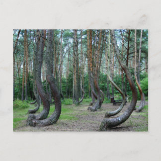 Crooked Forest - Polen Postkarte
