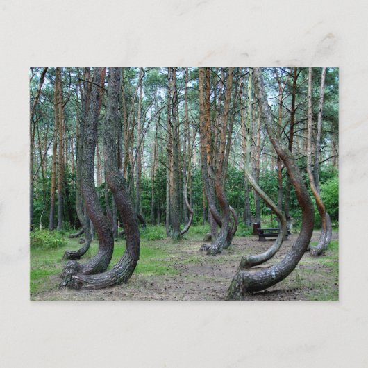 Crooked Forest - Polen Postkarte (Vorderseite)