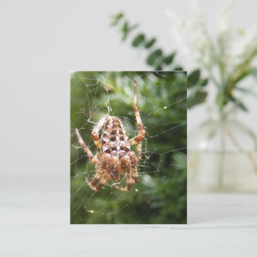 Cross Spider 132 ~ Postkarte (Stehend Vorderseite)