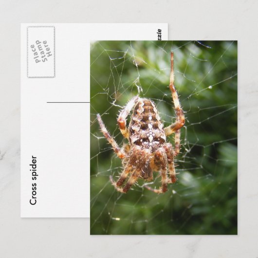 Cross Spider 132 ~ Postkarte (Vorne/Hinten)