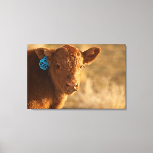 Crossbred Calf Leinwanddruck (Vorderseite)