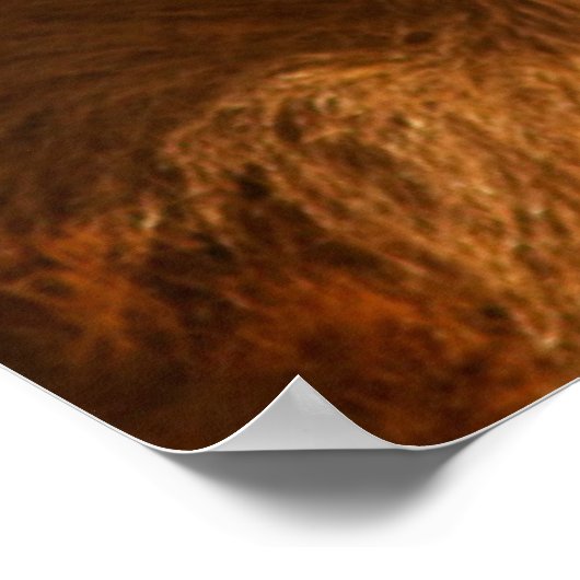 Crossbred Calf Poster (Ecke)