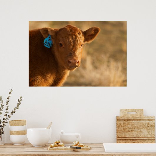 Crossbred Calf Poster (Küche)