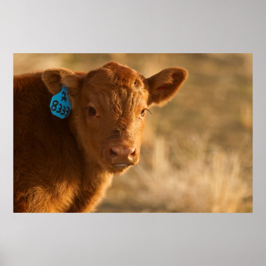 Crossbred Calf Poster (Vorne)