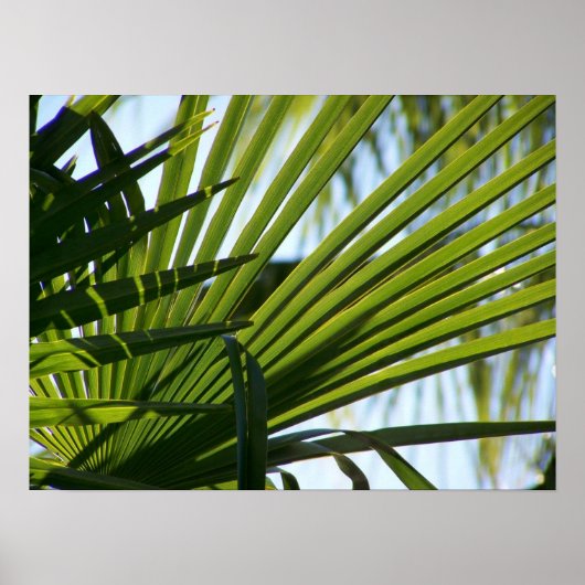 Crossed Palms Poster (Vorne)