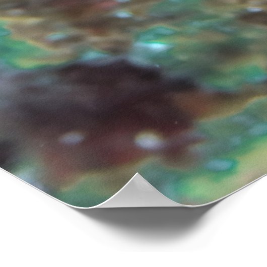 Crosseyed Snapper Poster (Ecke)