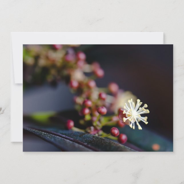 Croton-Blume (Vorderseite)