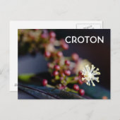 Croton-Blume Postkarte (Vorne/Hinten)