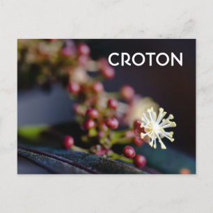 Croton-Blume Postkarte