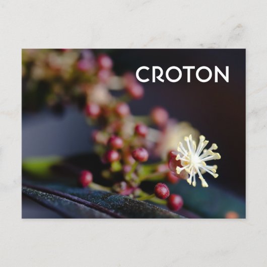 Croton-Blume Postkarte (Vorderseite)