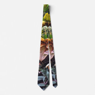 Croton im Gewächshaus Krawatte