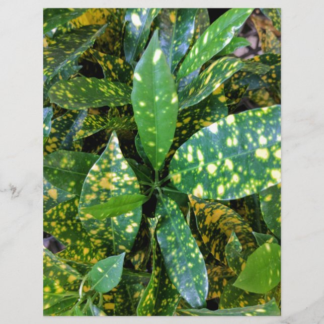 Croton Pflanze (Vorderseite)