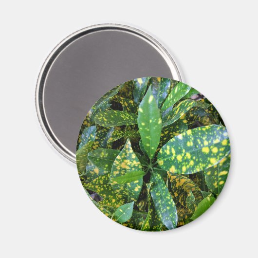 Croton Pflanze Magnet (Vorderseite/Rückseite)