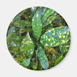 Croton Pflanze Magnet