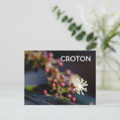Crotons Blüte Postkarte (Stehend Vorderseite)