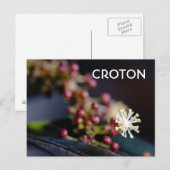 Crotons Blüte Postkarte (Vorne/Hinten)