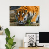 Crouching Bengalisch Tiger Jagdtante Poster (Heimbüro)