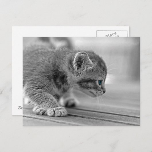 Crouching Kitten Postkarte (Vorne/Hinten)