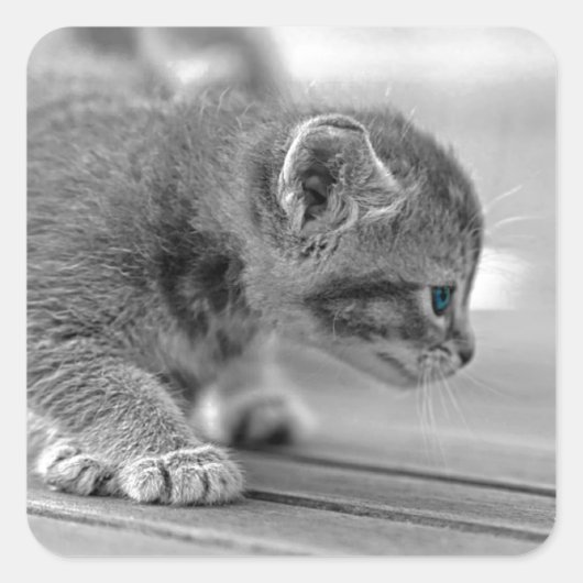 Crouching Kitten Quadratischer Aufkleber (Vorderseite)