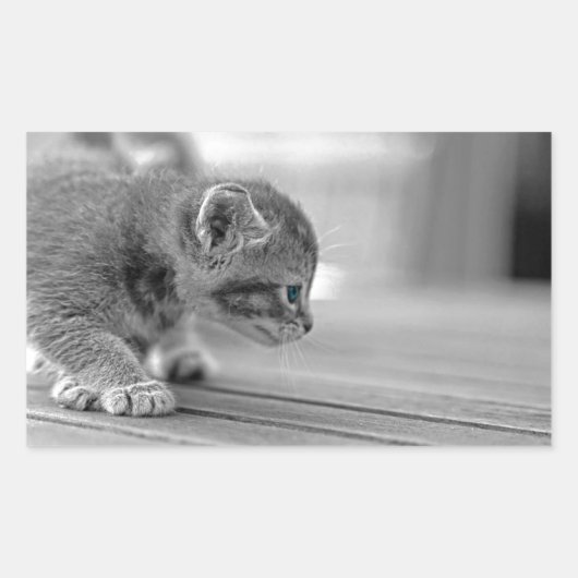 Crouching Kitten Rechteckiger Aufkleber (Vorderseite)
