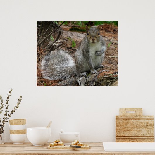 Crouching Squirrel Poster (Küche)